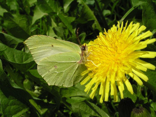 Картинка животные бабочки