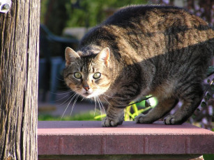 Картинка животные коты