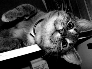 Картинка животные коты