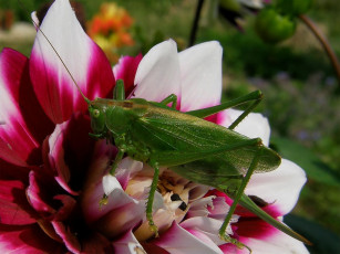Картинка животные кузнечики саранча