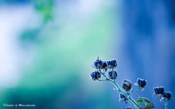 Картинка цветы