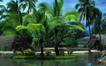 Картинка природа тропики