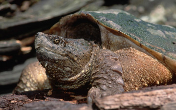 Картинка животные Черепахи