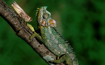 Картинка животные хамелеоны