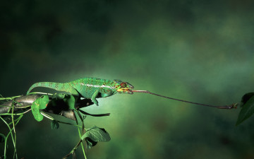 Картинка животные хамелеоны