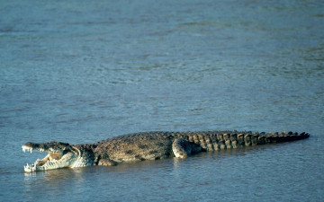 Картинка животные крокодилы