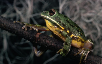 Картинка животные лягушки