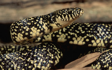 Картинка животные змеи питоны кобры