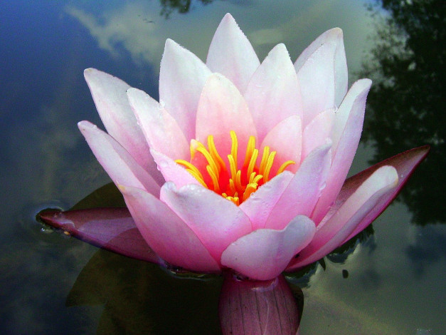 Обои картинки фото цветы, лилии, водяные, нимфеи, кувшинки