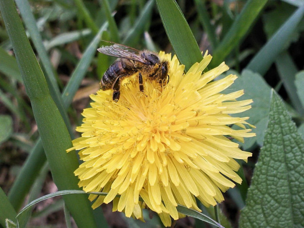 Обои картинки фото цветы, одуванчики