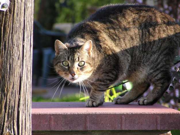 Обои картинки фото животные, коты