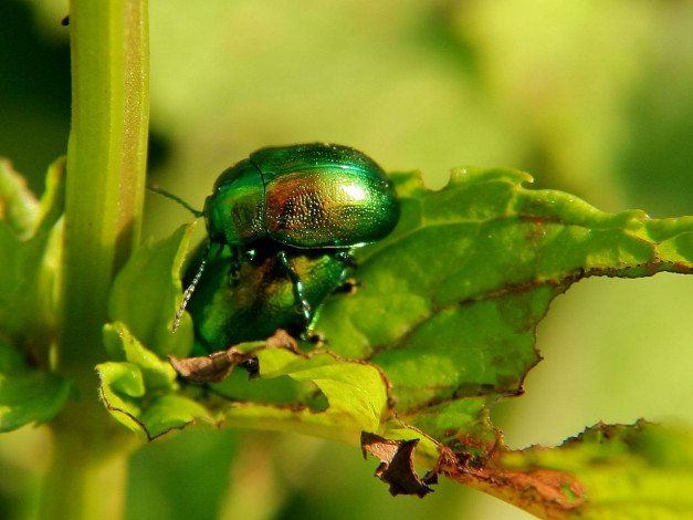 Обои картинки фото животные, насекомые