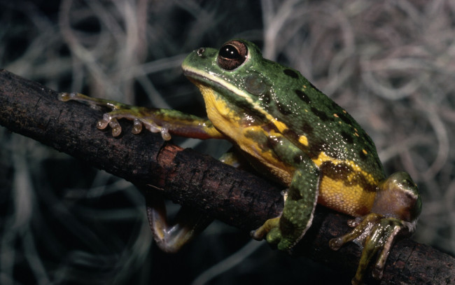 Обои картинки фото животные, лягушки