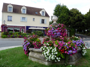 Картинка цветы петунии калибрахоа здание клумбы