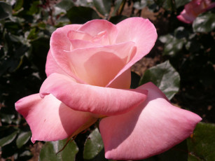 Картинка цветы розы rose