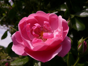 Картинка цветы розы rose