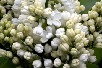 Картинка цветы сирень белый бутоны