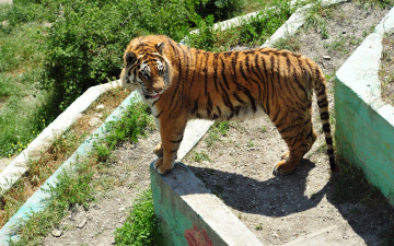 Картинка животные тигры tiger