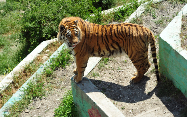 Обои картинки фото животные, тигры, tiger