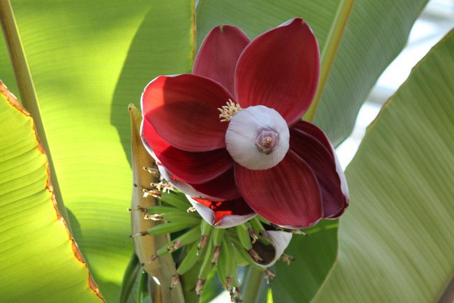 Обои картинки фото цветы, листья