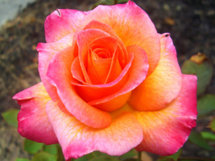 Картинка mardi gras цветы розы роза