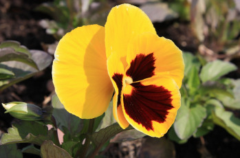 Картинка цветы анютины глазки садовые фиалки ваза букет хризантемы розовый