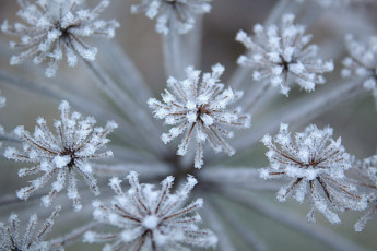 Картинка природа макро укроп иней