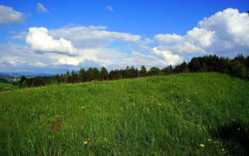 Картинка природа луга лето