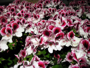 Картинка цветы герань пестрый