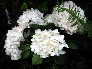 Картинка цветы гортензия белый
