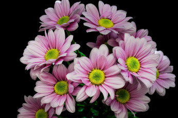 Картинка цветы хризантемы флора