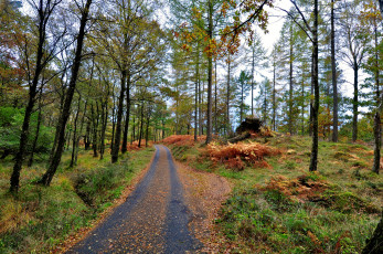 Картинка природа дороги тракт