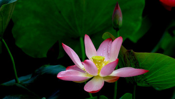 Картинка цветы лотосы лепестки фон