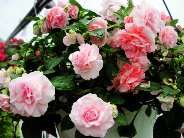 Обои картинки фото цветы, бегония, розовый