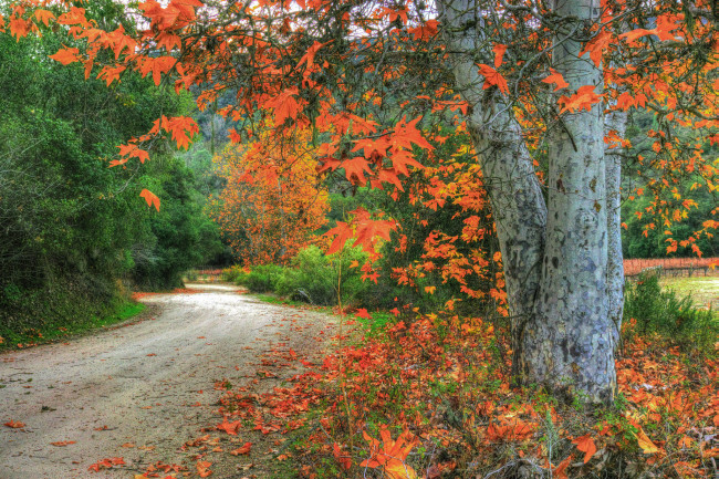 Обои картинки фото природа, дороги, тракт