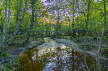 Картинка природа реки озера река лес