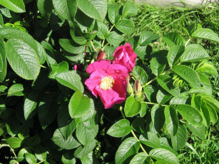 Картинка цветы шиповник цветок куст