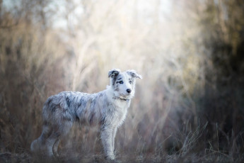 Картинка собака животные собаки