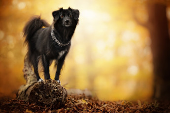 Картинка собака животные собаки