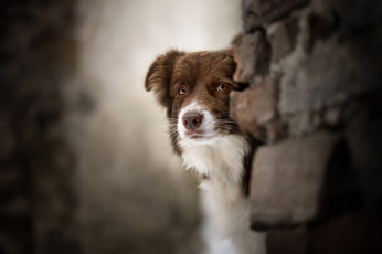 Картинка собака животные собаки