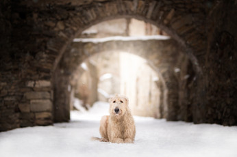 Картинка собака животные собаки