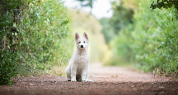 Картинка собака животные собаки