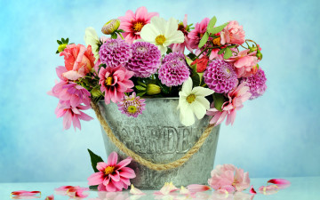 Картинка цветы букеты +композиции космея георгины