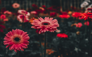 Картинка цветы герберы цветник