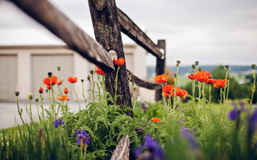 Картинка цветы маки изгородь красные