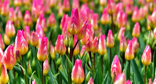 Обои картинки фото цветы, тюльпаны, бутоны