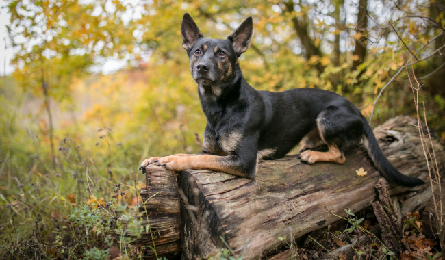 Обои картинки фото собака, животные, собаки