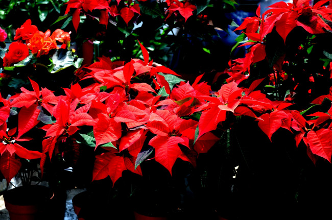 Обои картинки фото цветы, пуансеттия, алый