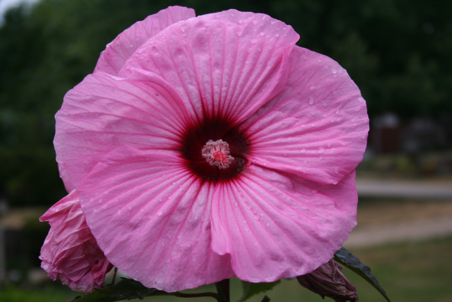 Обои картинки фото цветы, гибискусы, макро