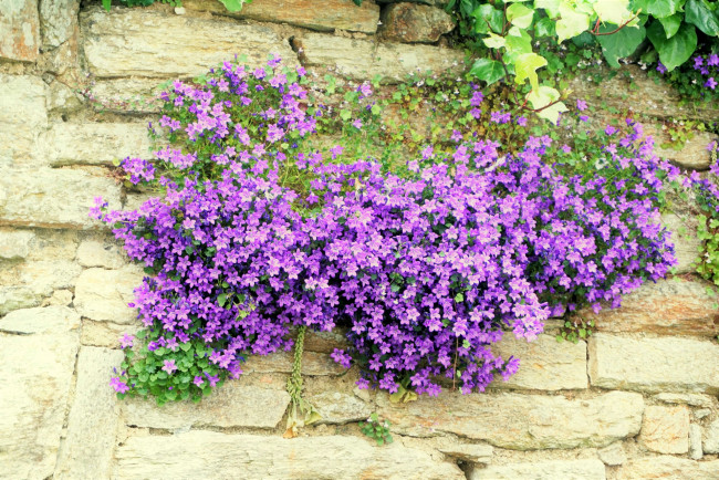 Обои картинки фото цветы, колокольчики, лиловый